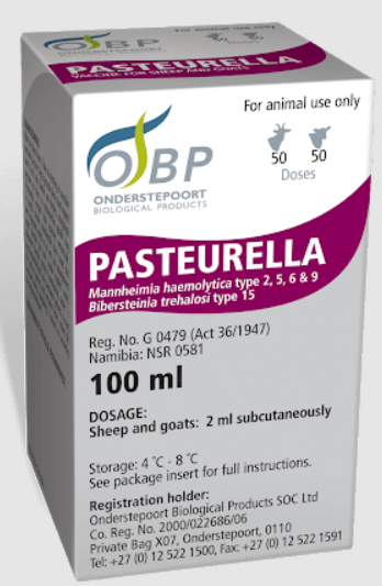 Pasteurella Cattle