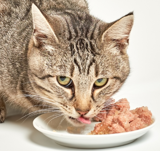 Wet Cat Food (Tins/Pouches)