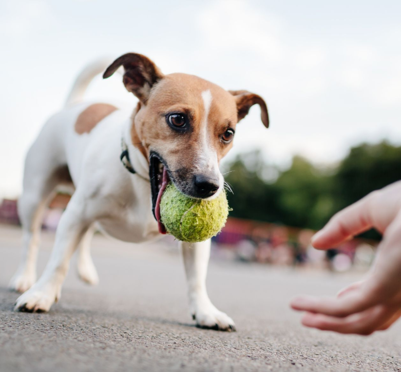Fetch and Play