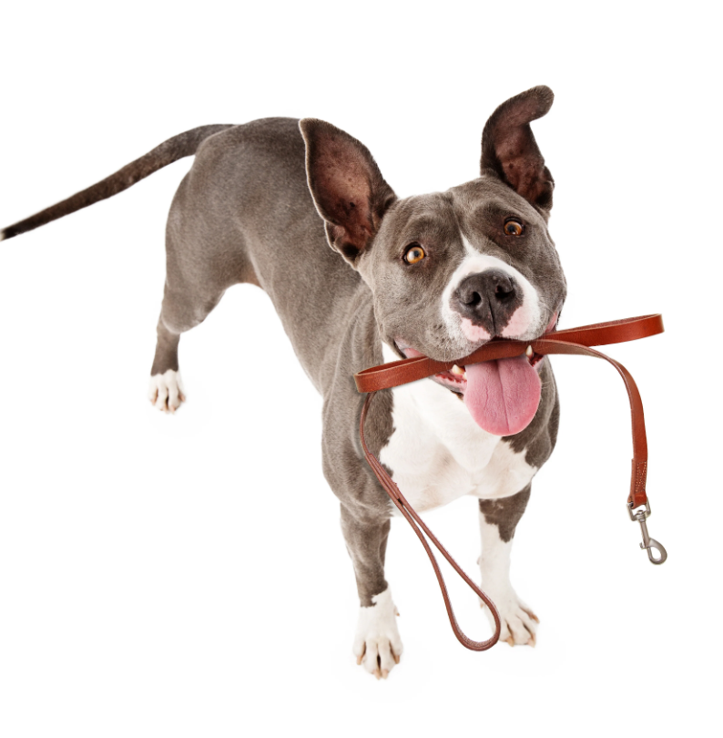 Leashes and Collars