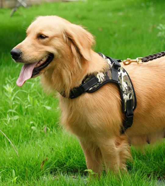 Harnesses