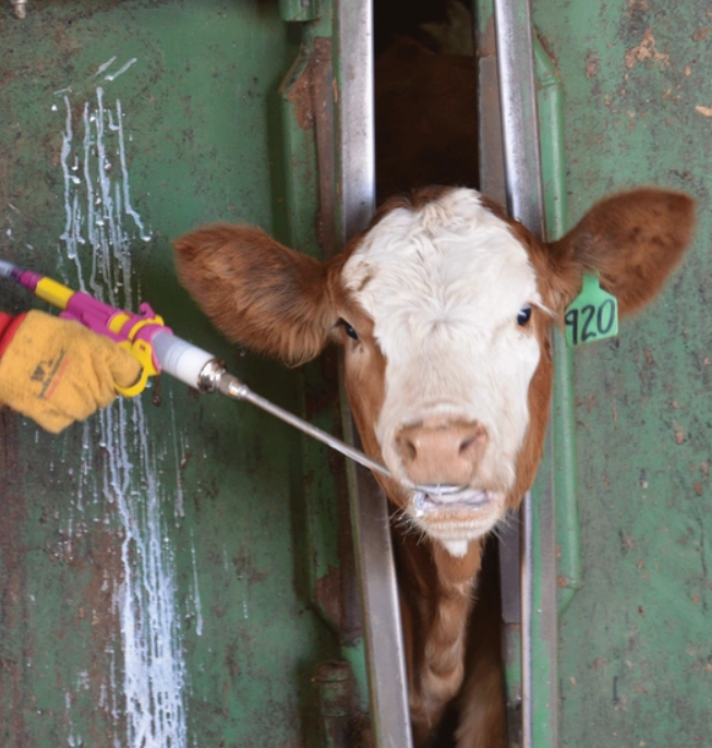 Livestock Deworming