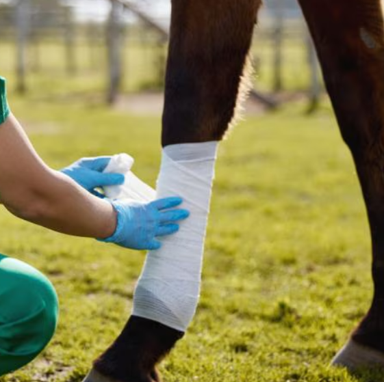 Livestock Wound Treatments