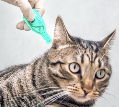 Tick and Flea Treatment for Cats