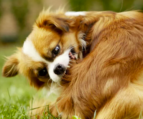 Tick and Flea Treatments for Dogs