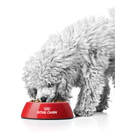Royal Canin Wet Dog Food