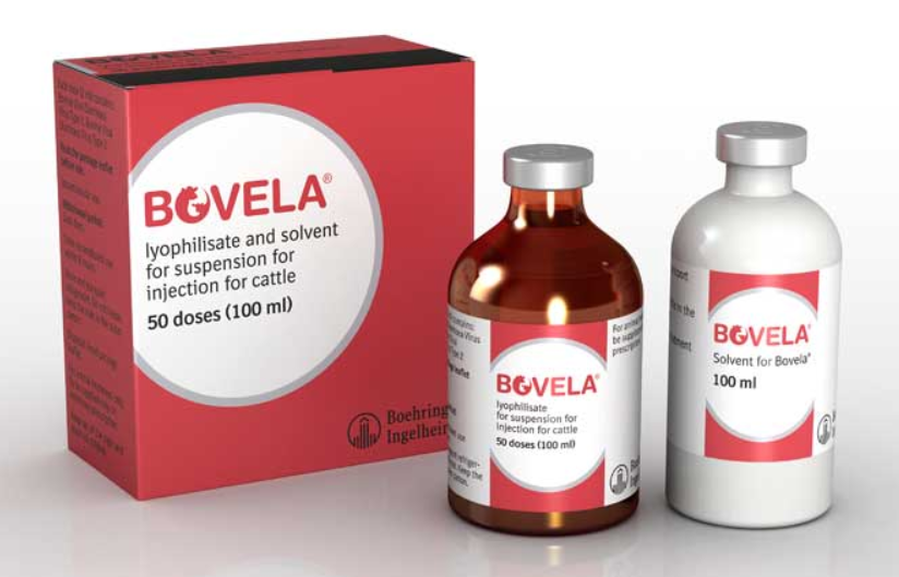 Bovela